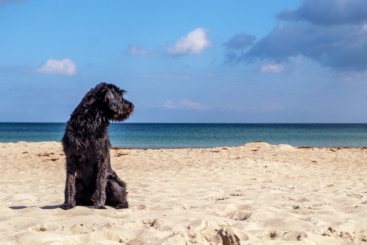 Dog on beach with sea behind him.